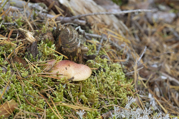 Plums and custard, Tricholomopsis rutilans growing among moss in confierous environment - Photo, Image