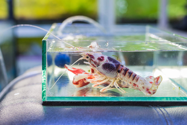 image of Ghost Mix crayfish(Procambarus clarkii)mating in aquarium tank. - Photo, Image