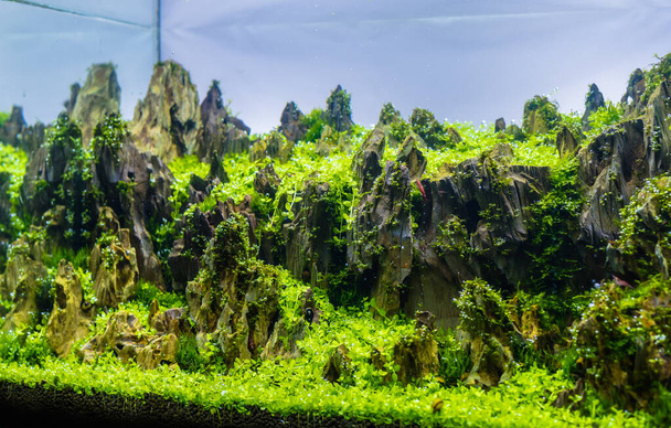 immagine ravvicinata del serbatoio dell'acquario con una varietà di piante acquatiche all'interno. - Foto, immagini