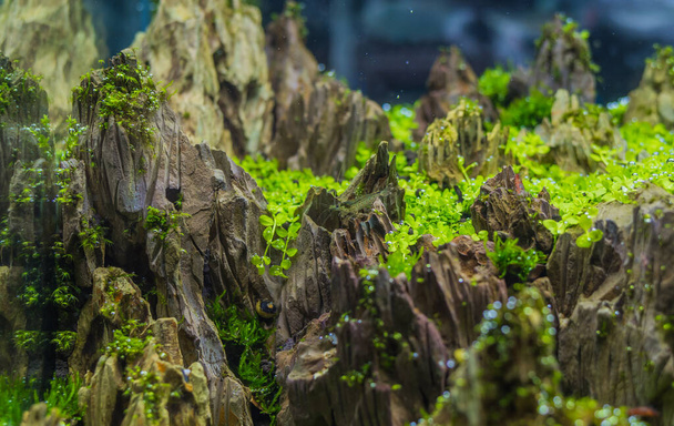 zbliżenie obraz zbiornika akwarium słodkowodnego z różnymi roślinami wodnymi wewnątrz. - Zdjęcie, obraz