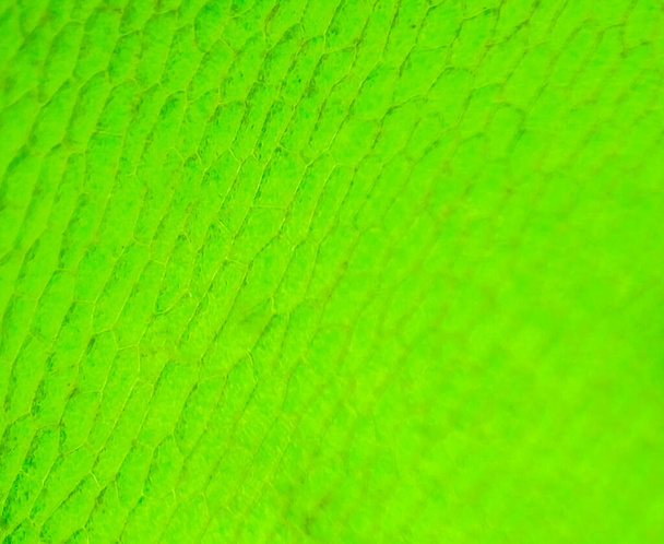 abstrakti sumentaa lähikuva laukaus Green vesikasvisolujen mikroskoopilla. - Valokuva, kuva