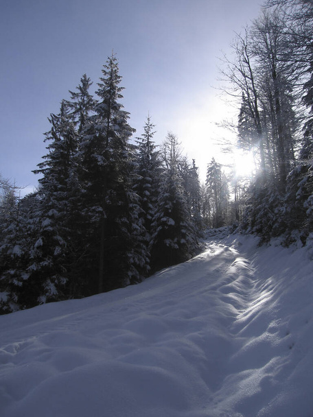 Almanya, Bavyera 'daki Simetsberg Dağı' nda kış yürüyüşü turu - Fotoğraf, Görsel