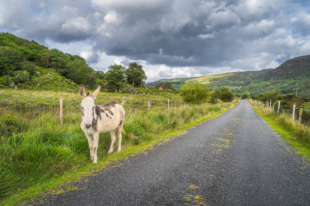 Bonito burro de pie en el lado de la carretera del país y mirando a la cámara - Foto, Imagen