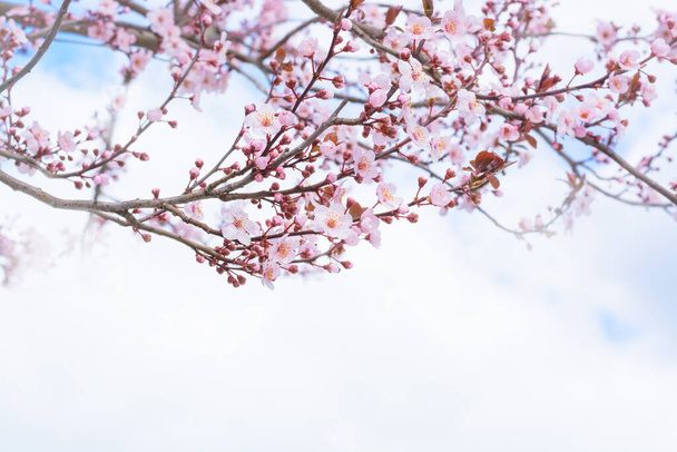 Sprig of blossoming cherry on a background of a cloudy sky, horizontal format - Foto, imagen