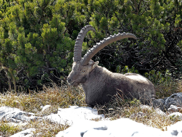Alpine ibex (Capra ibex) in the high mountains, in autumn - Photo, Image
