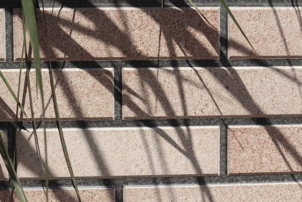 Palmera hojas silueta sobre un fondo de pared de ladrillo  - Foto, imagen