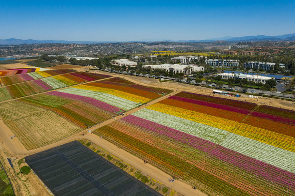Aérea, vista del dron de Carlsbad coloridos campos de flores en California - Foto, imagen
