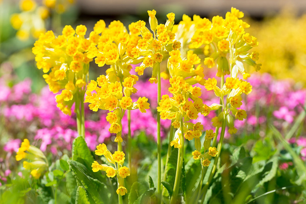Primula veris στον κήπο - Φωτογραφία, εικόνα