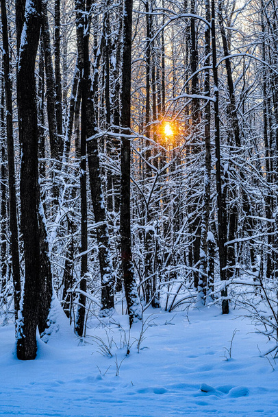 Winter landscape with the image of wood at sunset - Photo, Image