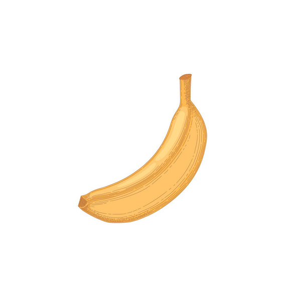 Composizione con banana intera matura in buccia isolata su fondo bianco. Illustrazione dettagliata colorata realistica disegnata a mano del cibo tropicale sano - Vettoriali, immagini