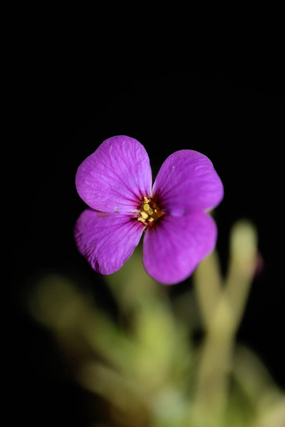 Fioletowy mały kwiat z bliska kwitnący Aubrieta deltoidea rodzina Brasicaceae fioletowy rock cress nowoczesny botaniczny wysokiej jakości duży rozmiar wydruku - Zdjęcie, obraz