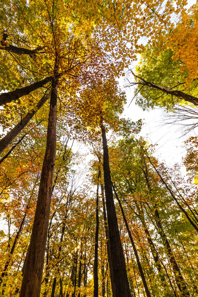 Пожелтевшие от деревьев деревья освещают пасмурный осенний день - осень, центральная Канада, ON - Фото, изображение