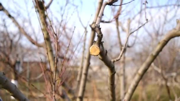 Juiste verwerking van een zaagsnede van een boom, verwerking van een plaats waar een snede van een fruitboom stopverf is, seizoensgebonden snoeien van bomen, werk in de tuin close-up. - Video