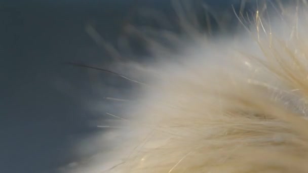 morbida pelliccia finta e capelli dorati alla luce del tramonto sul vento, primo piano - Filmati, video