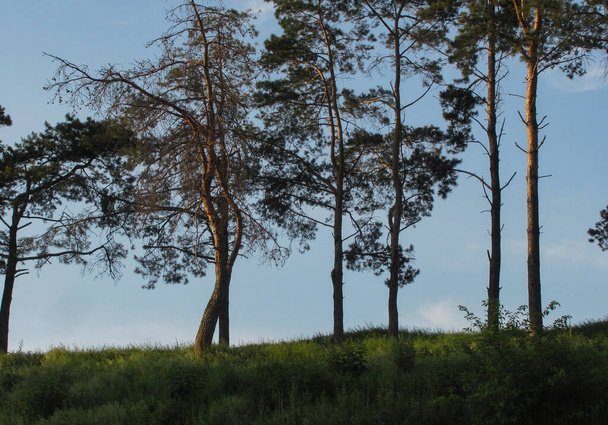 pine trees on sky background - Fotografie, Obrázek