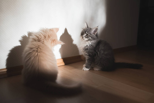 kittens looking at their own shadows - Photo, Image