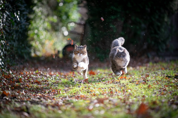 дві грайливі коти, що біжать на відкритому повітрі
 - Фото, зображення