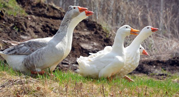 Los gansos domésticos son gansos grises domesticados (gansos greylag o gansos cisnes) que los humanos mantienen como aves de corral por su carne, huevos y plumas desde la antigüedad.. - Foto, imagen