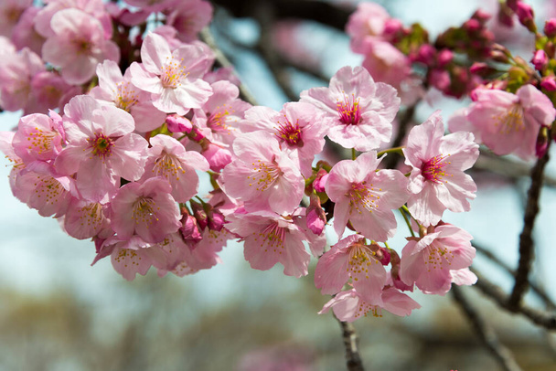 Цвіт сакури в парку Уено (Токіо, Японія).. - Фото, зображення