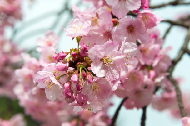 Цветение сакуры в парке Уэно, Токио, Япония. - Фото, изображение