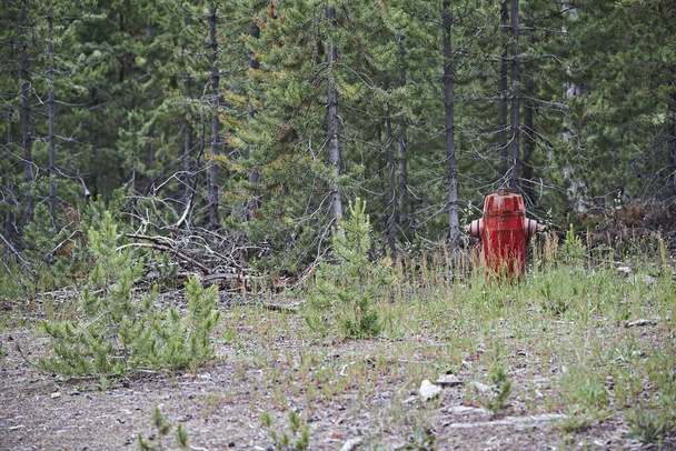 Червоний гідрант у лісі перед сосен у жовтуватому парку. - Фото, зображення