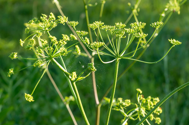 Heracleum sosnowskyi, Sosnowskyn hogweed, jättiläinen päät lehmän palsternakan siemeniä, myrkyllinen kasvi perhe Apiaceae niityllä vastaan ruoho Graphosoma lineatum - Valokuva, kuva