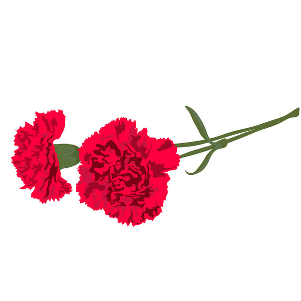 İki kırmızı karanfil resmi. Zafer Günü için unutulmaz çiçekler. - Fotoğraf, Görsel
