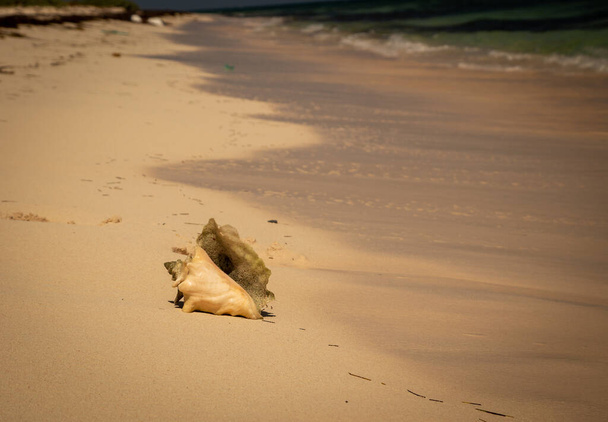 conch shell on Grand Turk Island - Valokuva, kuva