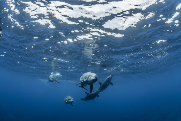 Indian Ocean Bottlenose Dolphin - Foto, afbeelding