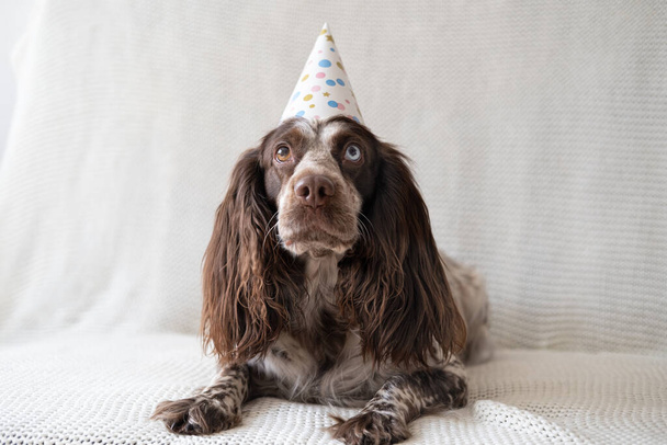 面白いロシアのスパニエルチョコレートメルル異なる色目犬パーティー帽子. - 写真・画像