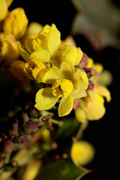Floraison de fleurs jaune Berberis aquifolium famille berberidaceae macro fond moderne de haute qualité botanique impressions de grande taille - Photo, image