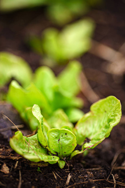 ensalada orgánica en el jardín - Foto, imagen