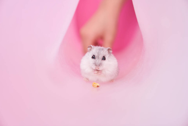 Dzungarian grey hamster in tube on pink background.Eats corn.Hiding from a child - Photo, Image