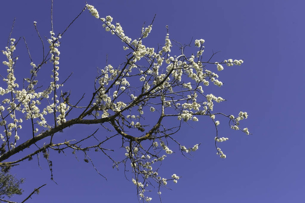 Branches with white flowers of the syrian pear tree close up - Photo, Image