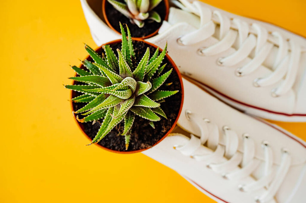 Επιλεκτική εστίαση Haworthia χυμώδης γλάστρα σε νέα λευκά παπούτσια sneakers σε ένα φωτεινό κίτρινο φόντο. ασυνήθιστες γλάστρες. αγέρωχα φυτά για το σπίτι. αφίσα για εκτύπωση. - Φωτογραφία, εικόνα