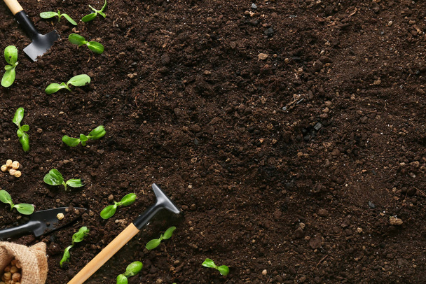 Зеленые саженцы с садовыми инструментами на открытом воздухе - Фото, изображение