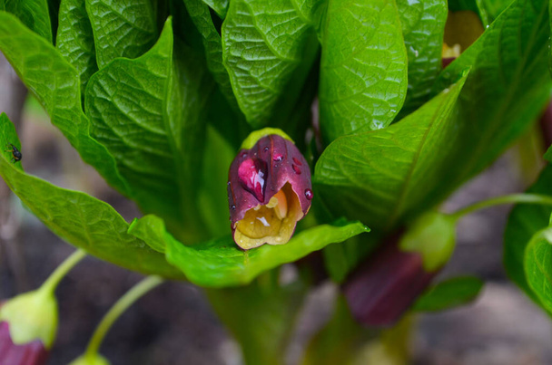 Kvetoucí rostliny Scopolia carniolica s fialovými květy v jarním lese, zblízka - Fotografie, Obrázek