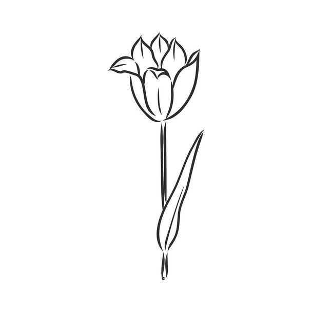 Нарисованные вручную тюльпаны. Вектор. векторный рисунок тюльпана на белом фоне - Вектор,изображение