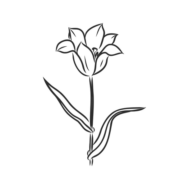 Handgezeichnete Tulpen. Vektor. Tulpenvektorskizze auf weißem Hintergrund - Vektor, Bild