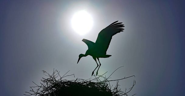 Silhouet van een ooievaar die op zijn nest landt. Locatie: Laar, Duitsland - Foto, afbeelding