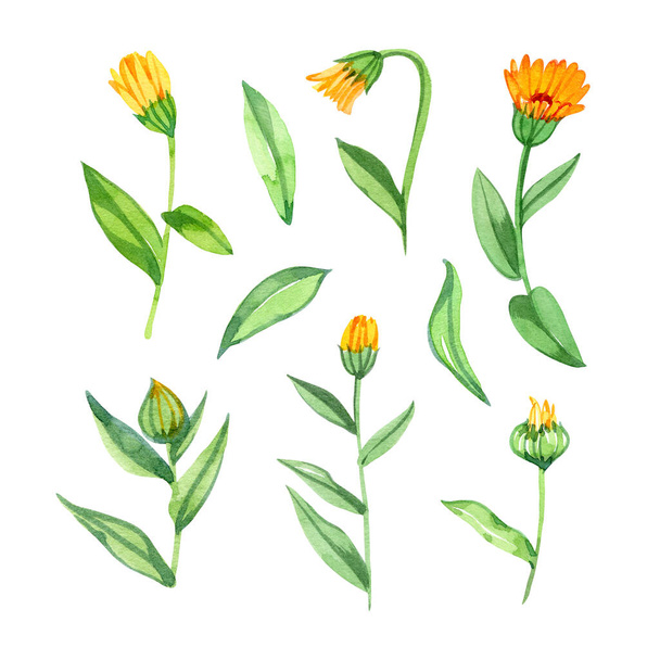 Set orange Calendula officinalis marigold, ruddles flower. Watercolor hand drawn painting illustration isolated on a white background. - Фото, изображение
