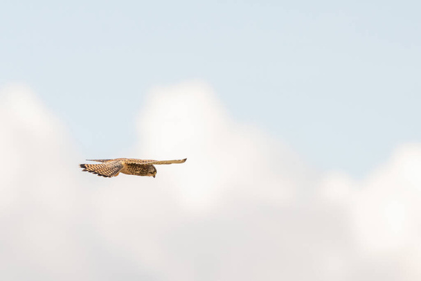 Zbliżenie Kestrel ptak drapieżny wisi na pięknym błękitnym niebie z białymi chmurami i, polowanie na zdobycz - Zdjęcie, obraz