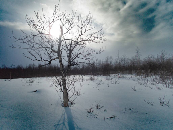 прекрасний сніговий зимовий краєвид Сарецького національного парку у солонуватому лептопі. - Фото, зображення