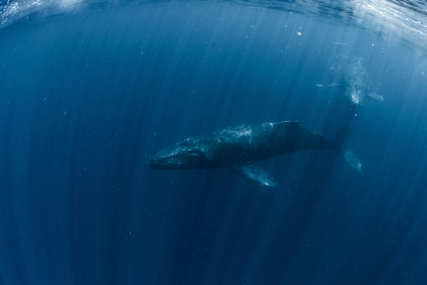 Humpback whale inhabiting Okinawa - Foto, imagen