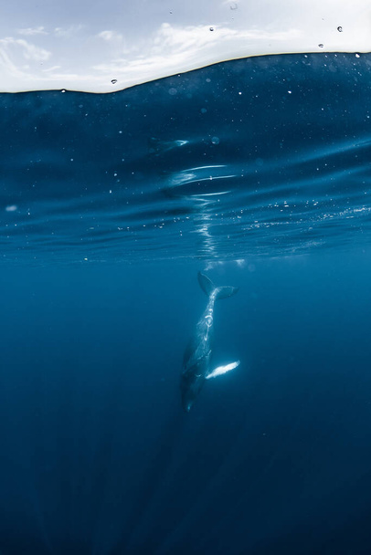Humpback whale inhabiting Okinawa - Фото, изображение