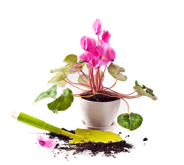 Plantación de flores de ciclamen
 - Foto, Imagen