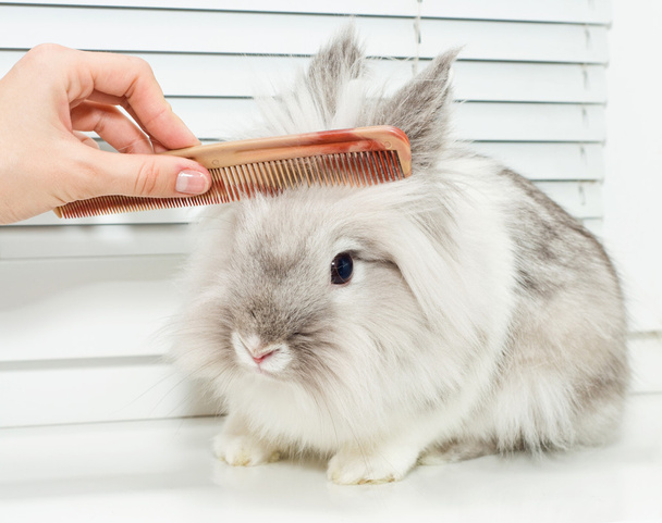 peinado para conejo
 - Foto, Imagen