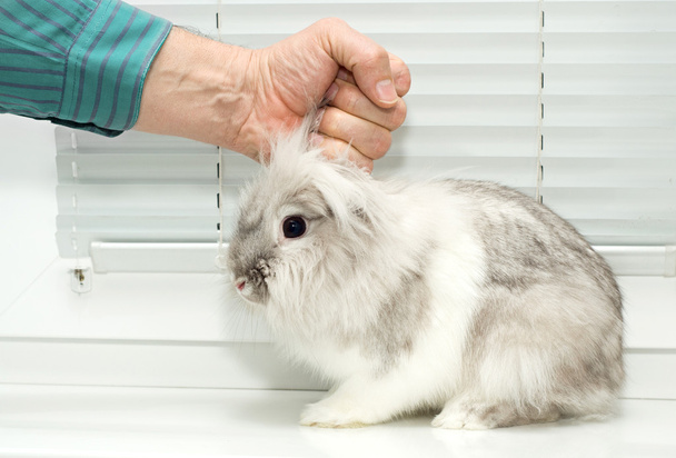 mão masculina segurando um coelho pelas orelhas
 - Foto, Imagem