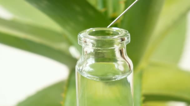 Aloe Vera planta, fitoterapia para o tratamento da pele e uso em spa para cuidados com a pele em garrafa. Erva na natureza, close-up - Filmagem, Vídeo