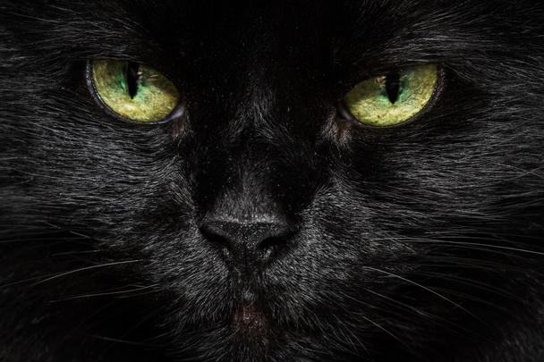 Ojos de gato  - Foto, imagen